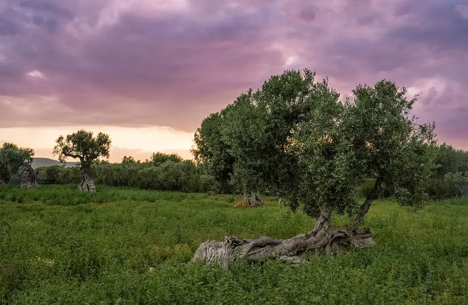 Save the Olives